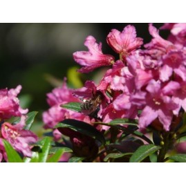 Haute montagne Rhododendron