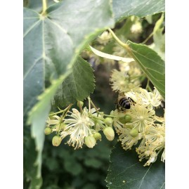 Macérât de bourgeons de tilleul