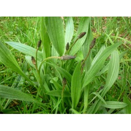 Alcoolature de plantain lancéolé