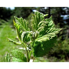 Macérât de bourgeons de Framboisier