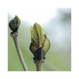 Macérât de bourgeons de Frêne