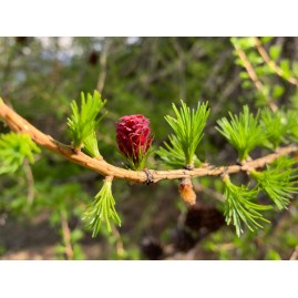 Macérât de bourgeons de Mélèze